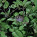 Feared Extinct for Nearly a Century, the Venomous Bangka Slow Loris Turns Up Alive in Indonesia