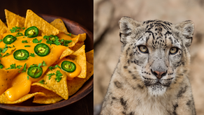 Today Is International Nacho Day and Snow Leopard Day