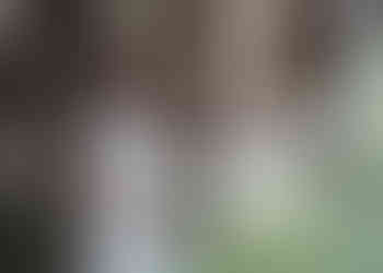 Pregnant woman leaning against a tree in Raglan pine forest for maternity photo shoot