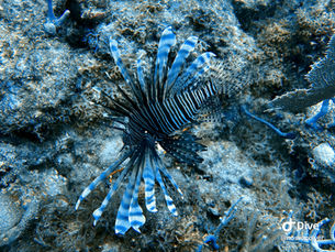 Dive Trip on May 30, 2026