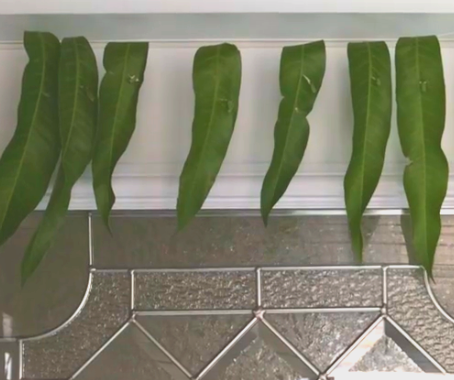 The Brilliant Reason Why Tamils Hang Mango Leaves?