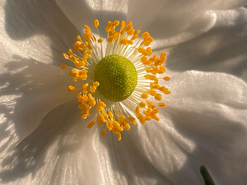 Brigitte-Gerzner-Yoga-im-Drü-Blumen-wunder-reich-15