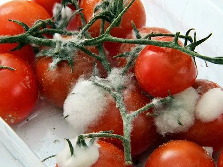 Riscos associados ao consumo de alimentos