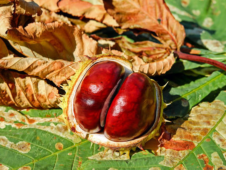 Castanha