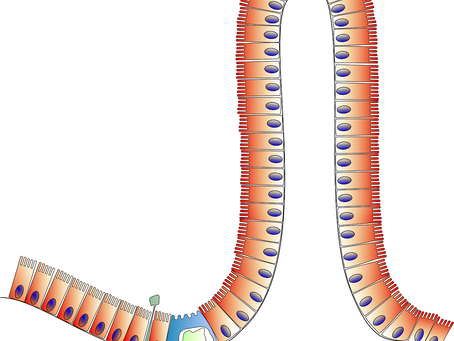 O intestino e o sistema imune: ação da Microbiota