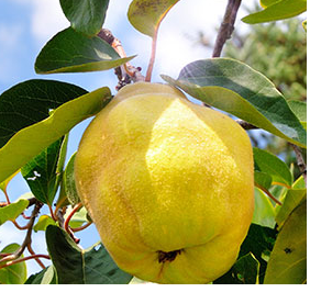 Frutas: Marmelo