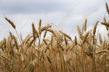 fields of wheat