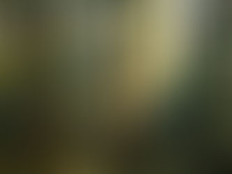 Der Wald als Heilraum: Wie du in der Stille der Natur zu dir selbst findest