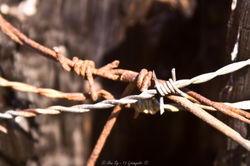 Ryðguð gaddavírsgirðing