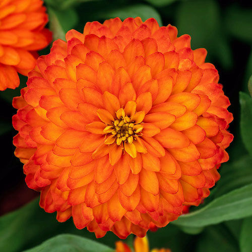 Zinnia Zahara Double Fire 1k PanAm 1000 Seed