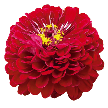 Zinnia Elegans Giant Deep Red 1000 Seed