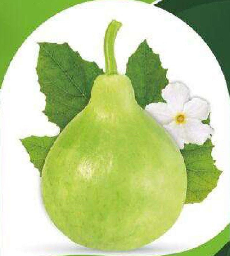 Hybrid Bottle Gourd - Lattu Boy Seeds (1 Pack, 45 Seeds)