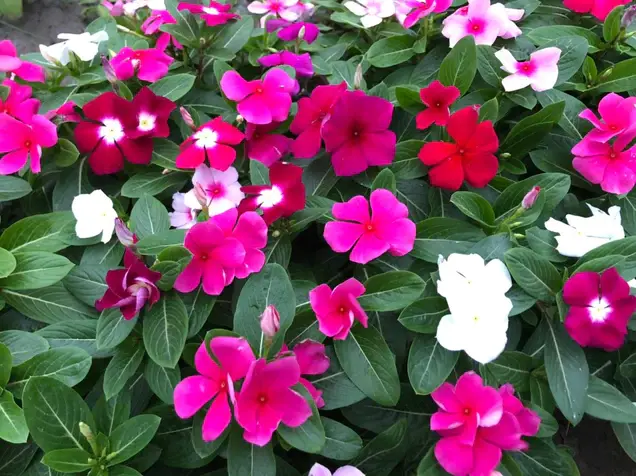 Vinca Yoda Lilac 1k D'seed 1000 Seed