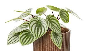 Parallel Peperomia