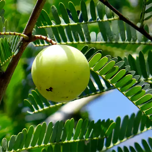 Amla Indian gooseberry Phyllanthus Emblica Chakaiya Plant Grafted