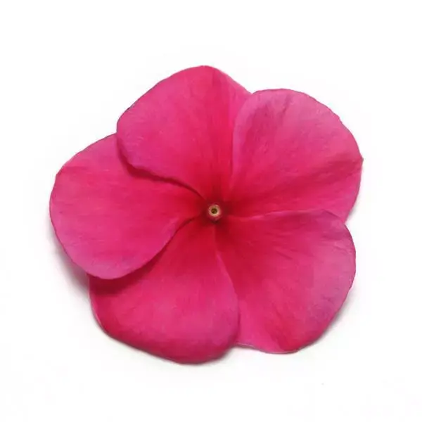 Vinca Pacifica Xp Burgundy 1k 1000 Seed
