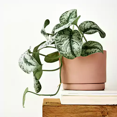 Silver Satin Pothos Plant