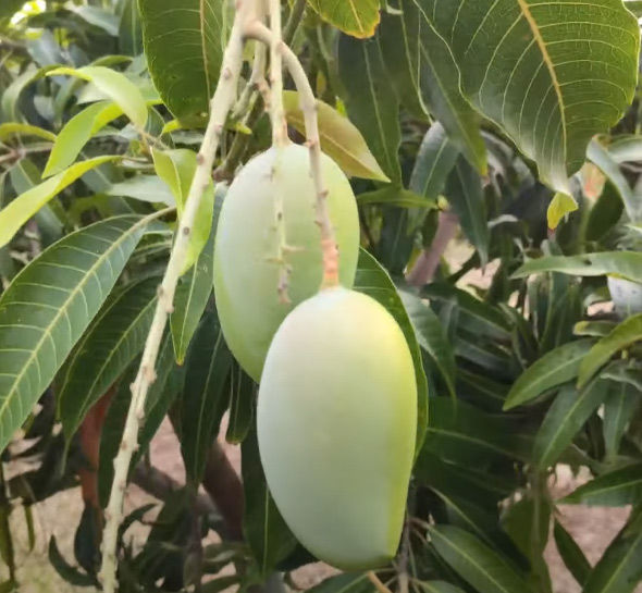 Gir Kesar Mango, Kesar Aam Mango plant