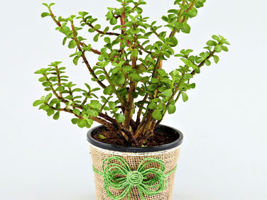 Jade Plant Benefits