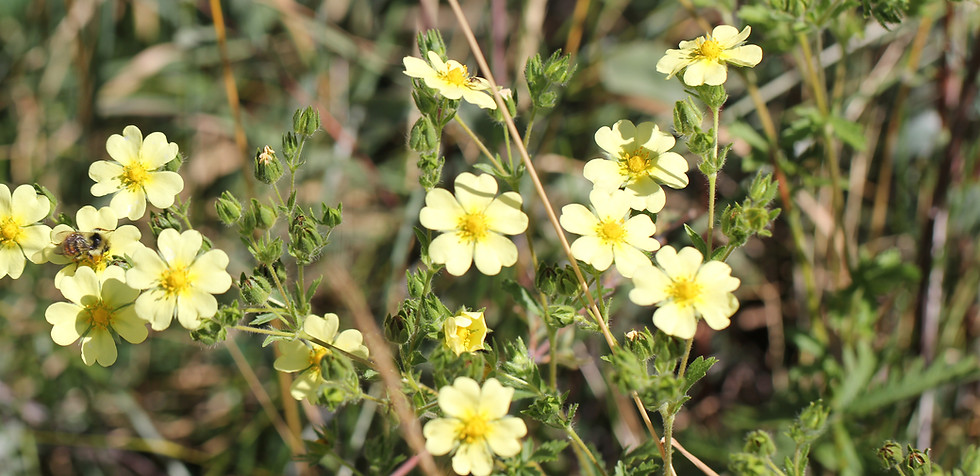 Sulfur cinquefoil plant