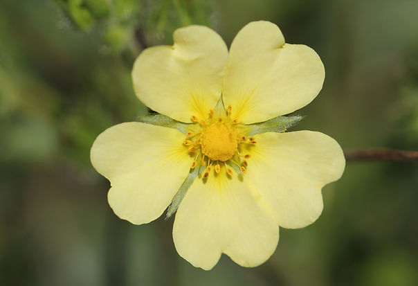 Sulfur cinquefoil flower