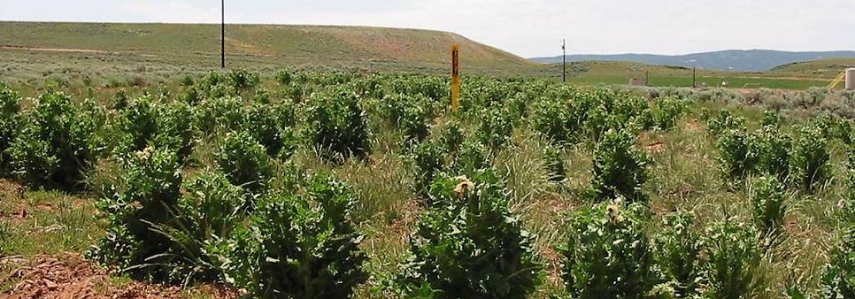 Black Henbane plants