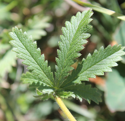 Sulfur cinquefoil leaf