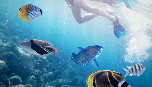 Snorkeling