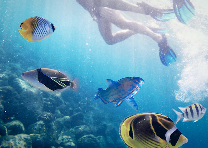 Snorkeling on Oahu. North Shore, Hawaii. Sharks Cove.