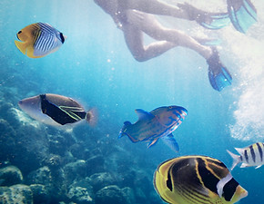 Snorkeling tra i pesci
