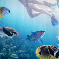Snorkeling