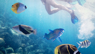 Essential Swimming and Snorkeling Tips