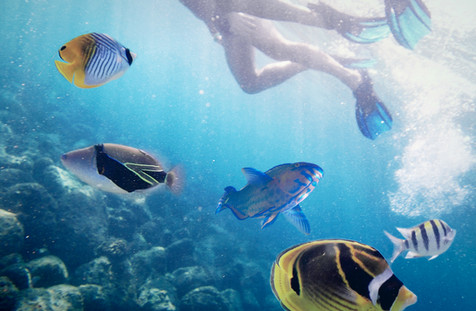 Snorkeling
