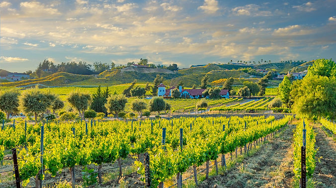 california-spring-vineyard-in-the-temecula-valley--ca-887064818-f203a6c633c542a3afda4328a6