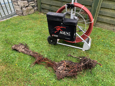Tree Root Removal