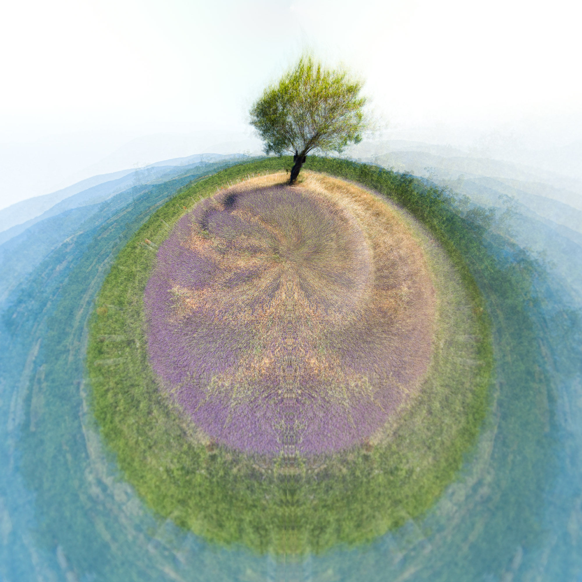 Cycles de vie - Innocence 6