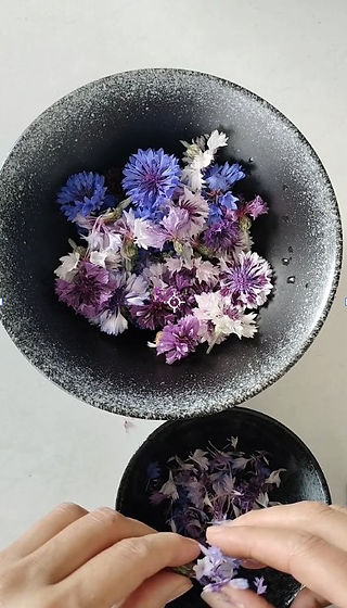 Plucking flower petals - Cornflower