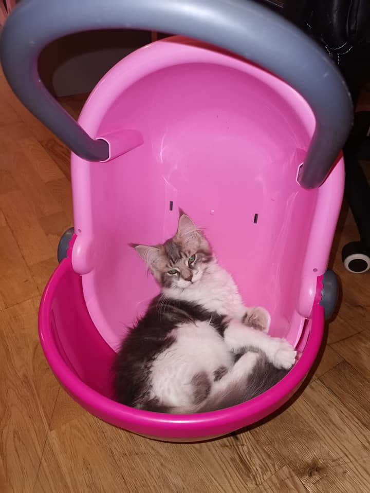 Dans la poussette de poupée ! !