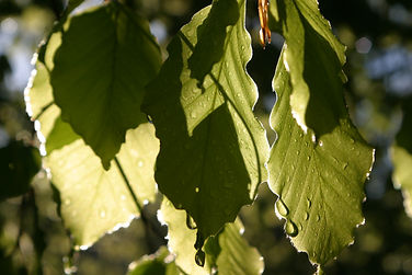 blaetter_licht_schatten.JPG