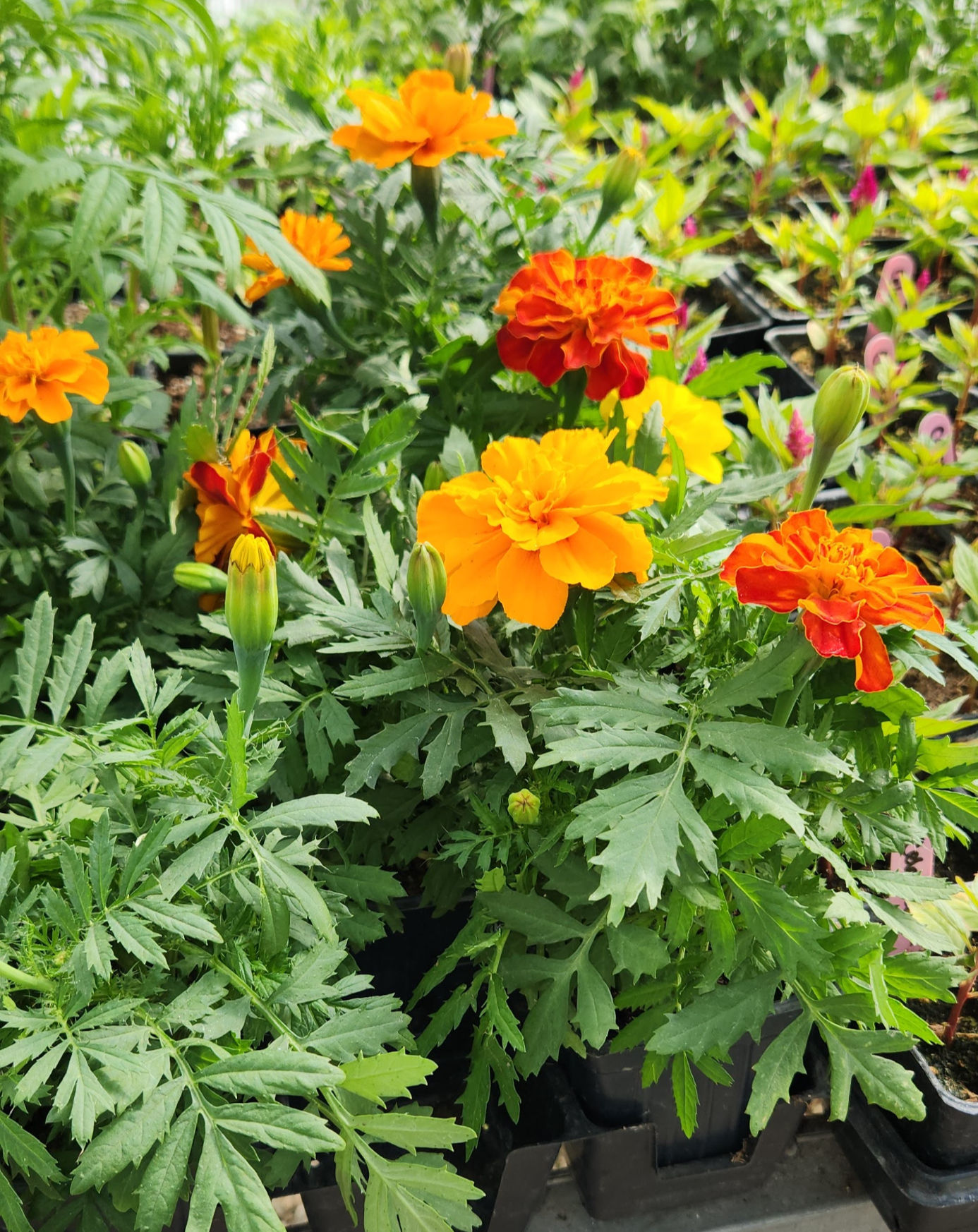 Marigolds (9pack)