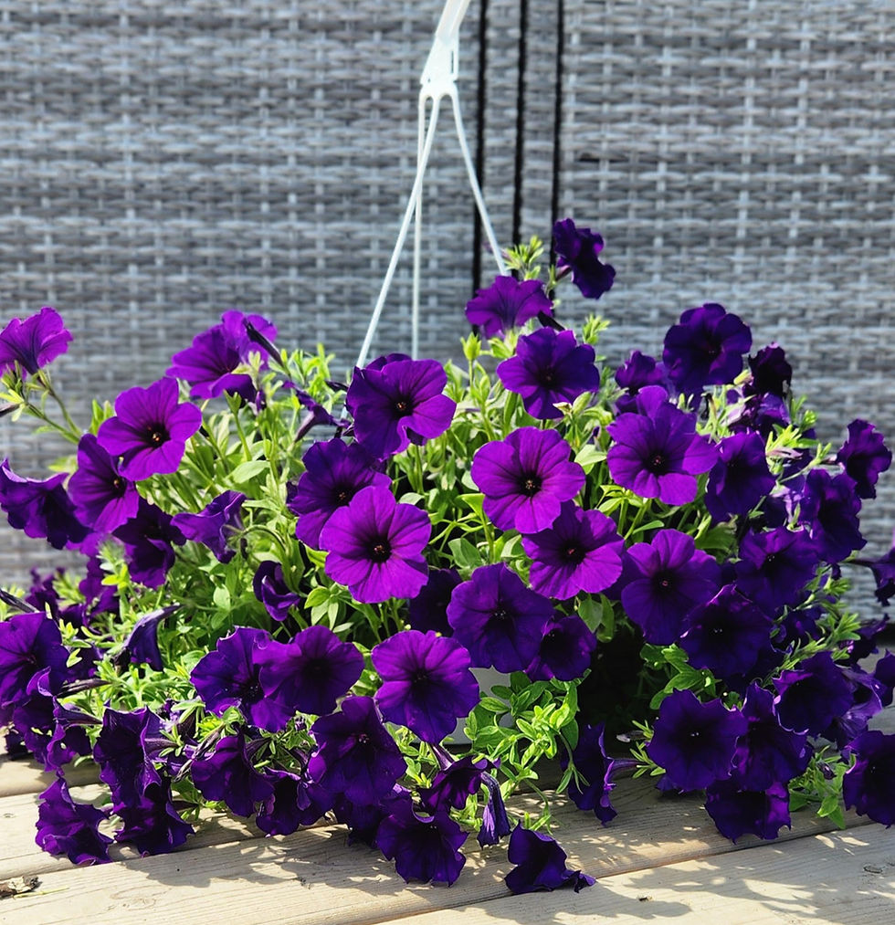 Thumbnail: Petunia Hanging Basket - 10"- Color Varieties