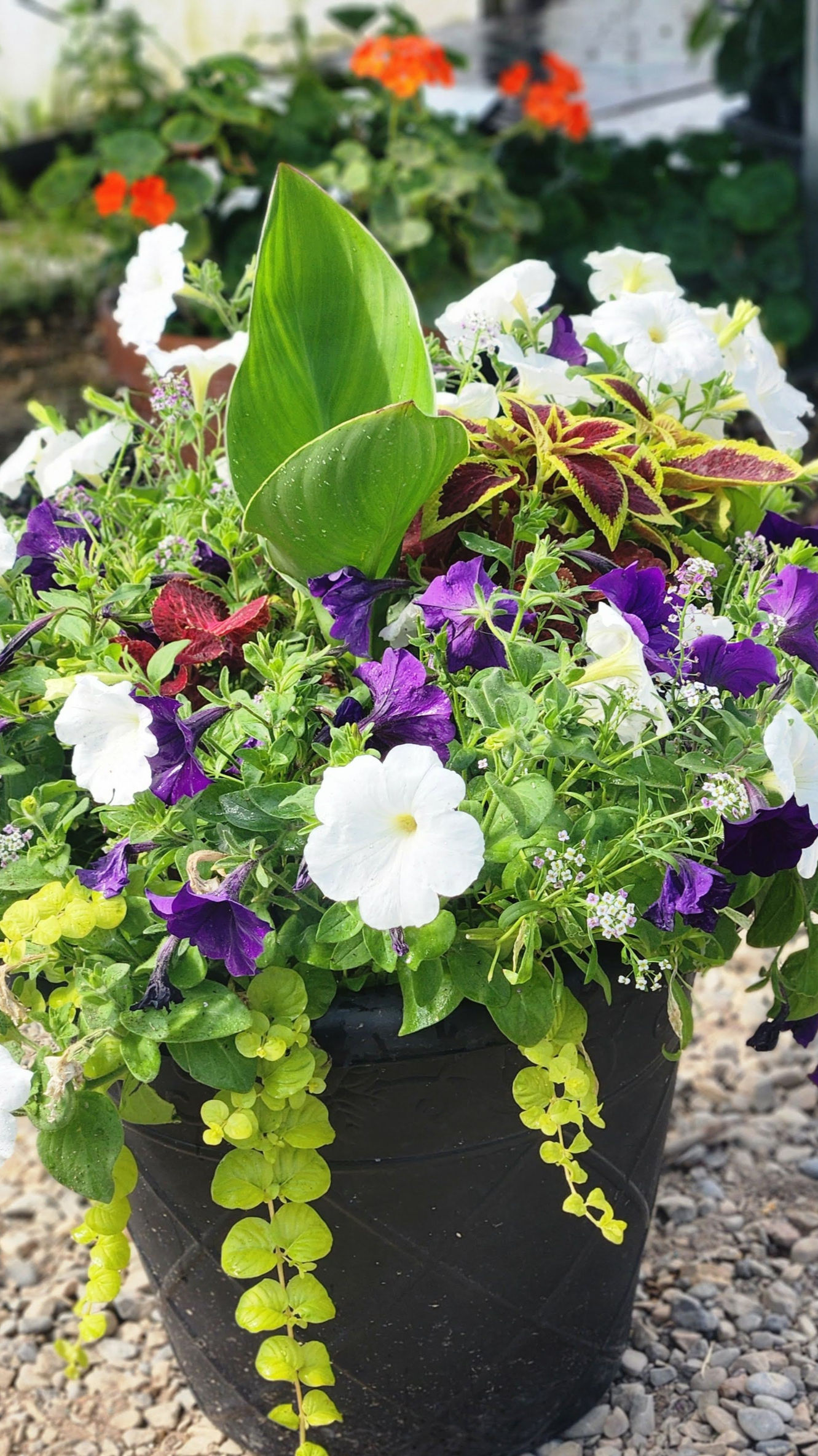 Premium Patio Planters - 16"