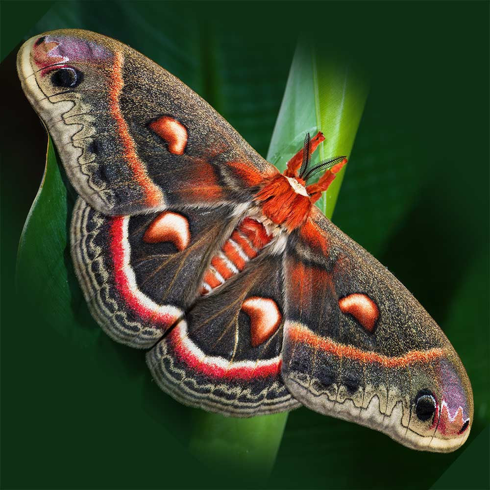 Moth Watch Non-Member Ticket