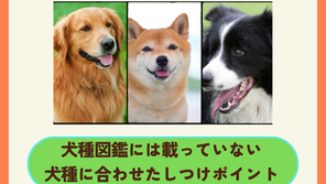 5月28日(木)矢崎潤先生セミナー 「犬種特性セミナー2〜犬種に合わせたしつけ方/暮らし方」