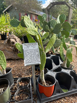 Thornless Prickly Pear Cactus