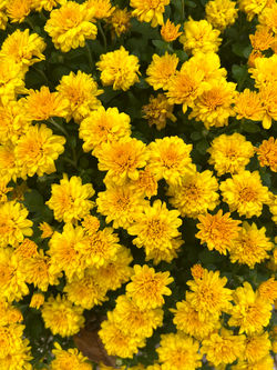 Chrysanthemum