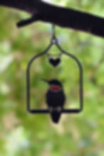 Hummingbird on a swing