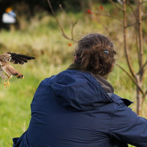 Wicklow Green TD releases kestrel he rescued back into wild