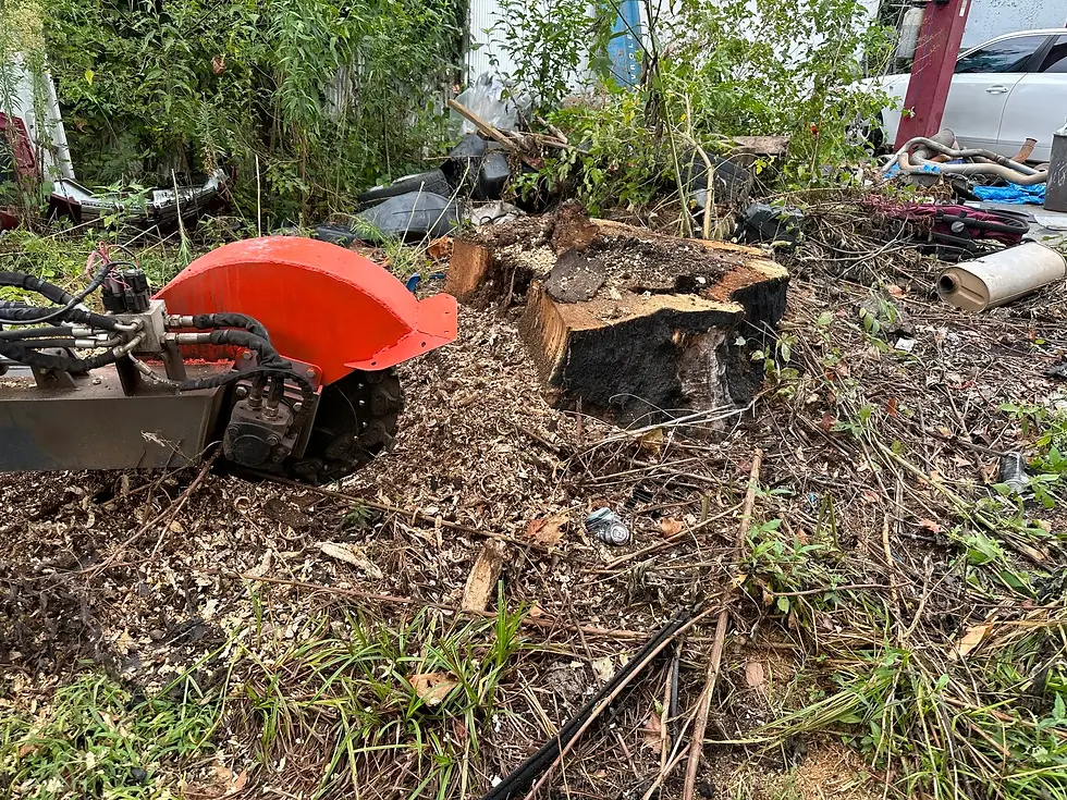 Before stump grinding and cleanup near Joplin MO. and Neohso Mo.