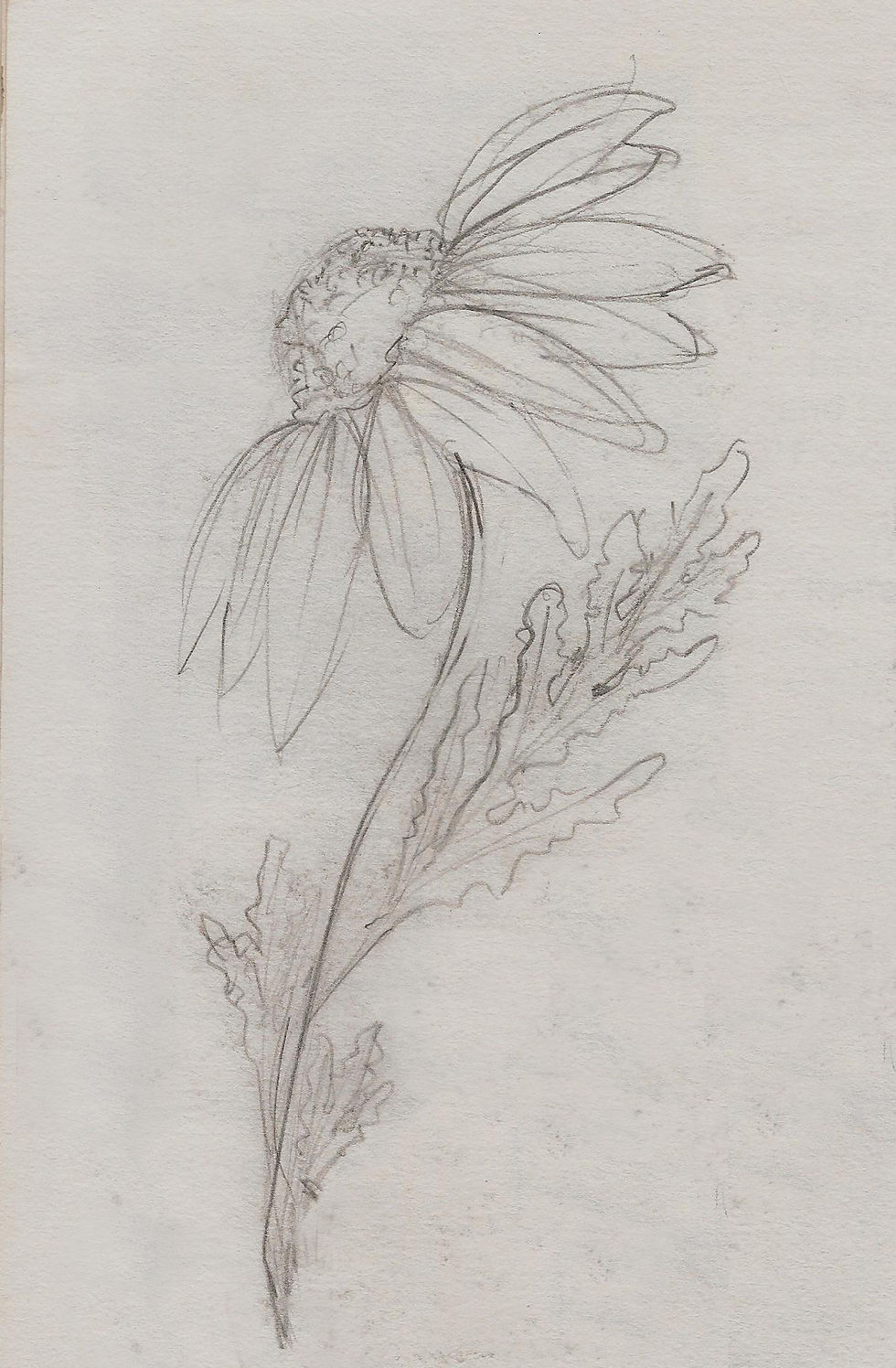Purple Coneflower
